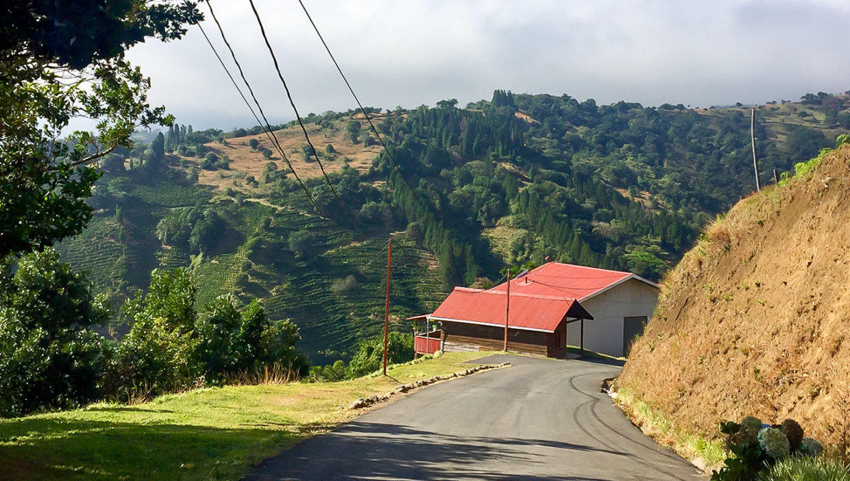 Large-coffe-plantation-farm-beautiful-views-El-Cajon-Grecia-5