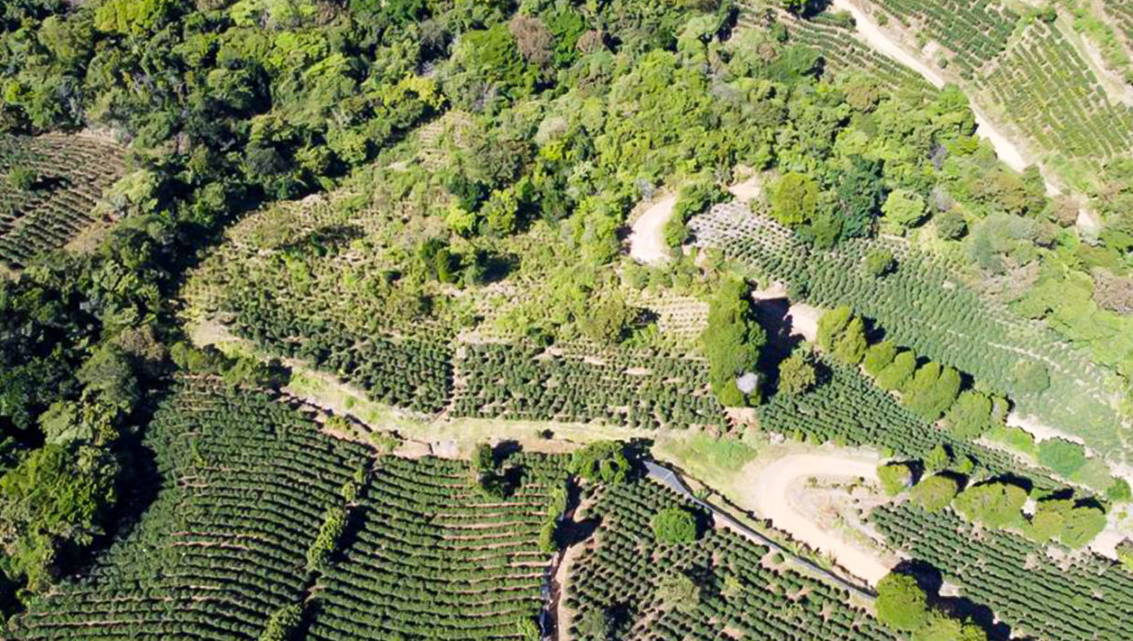 Large-coffe-plantation-farm-beautiful-views-El-Cajon-Grecia-8