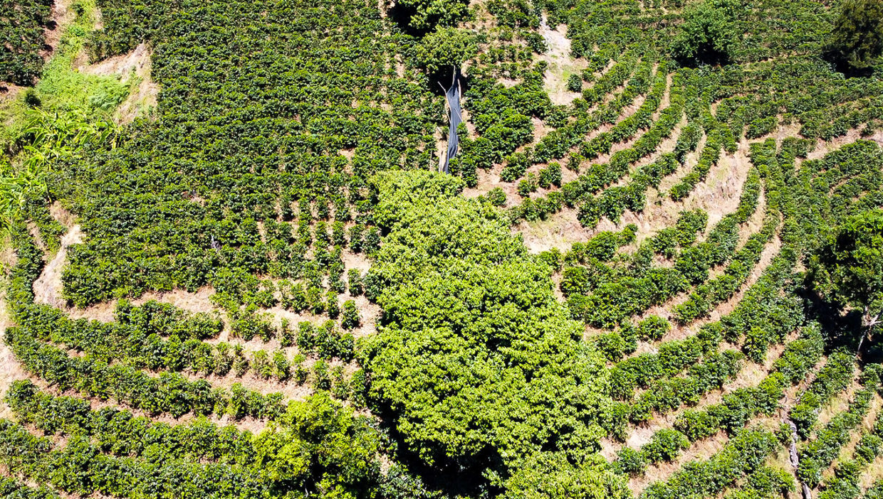 Large-coffe-plantation-farm-beautiful-views-El-Cajon-Grecia-9