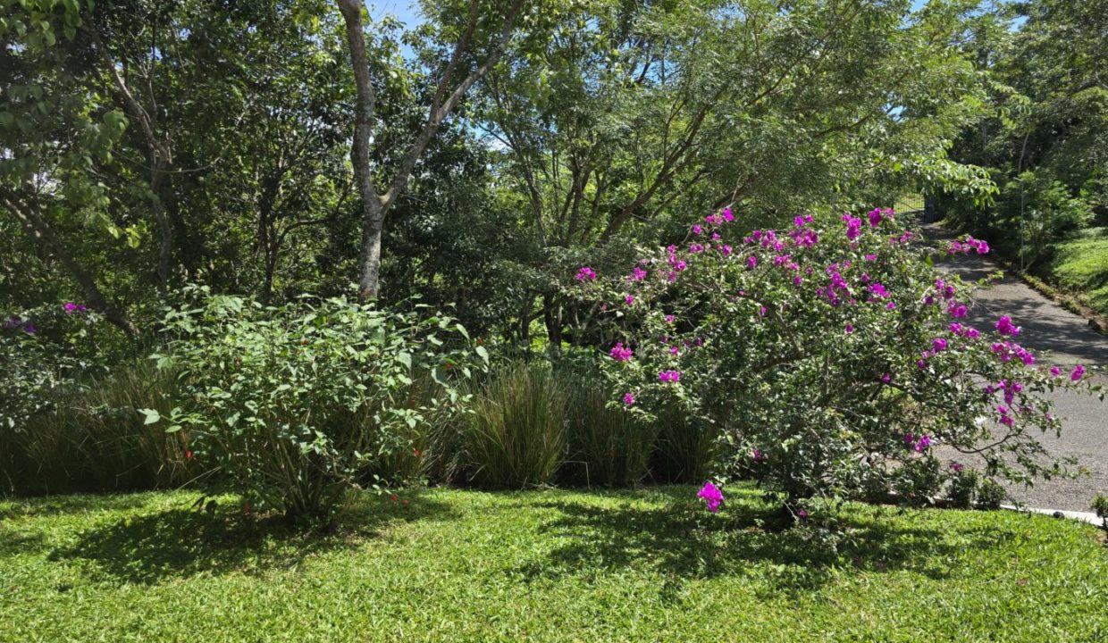 frontyard