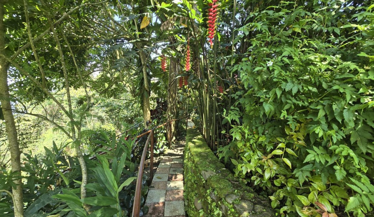 GardenHeliconia