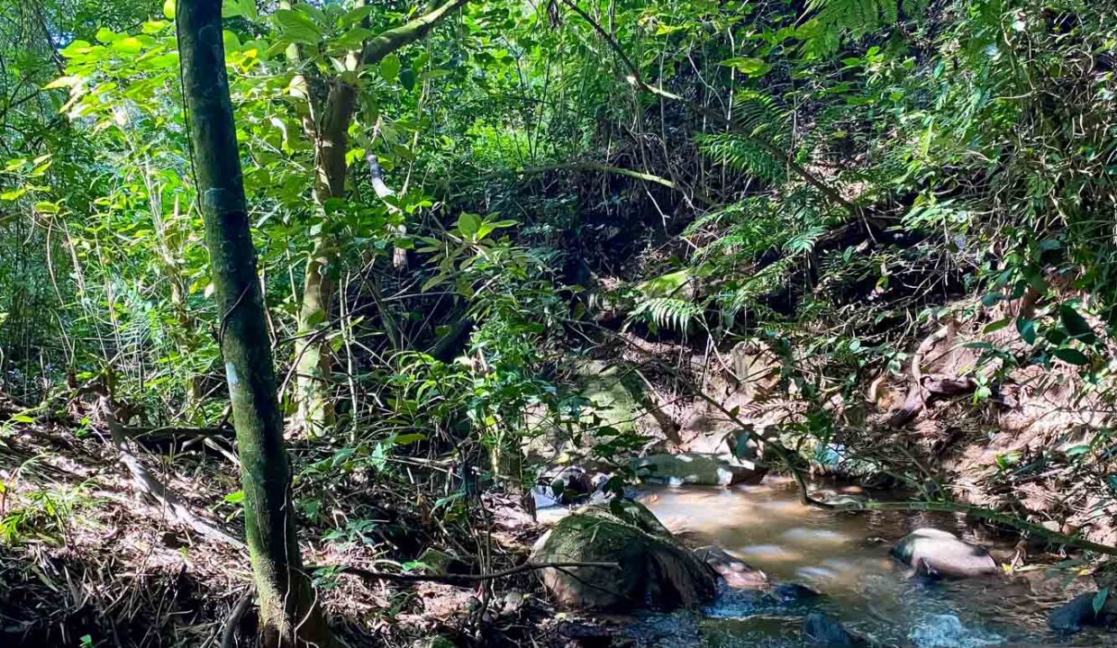 Coffee-farm-for-sale-with-beautiful-views-and-river-in-the-highlands-of-Grecia-10