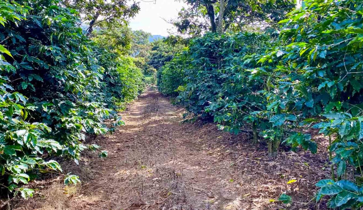 Coffee-farm-for-sale-with-beautiful-views-and-river-in-the-highlands-of-Grecia-11