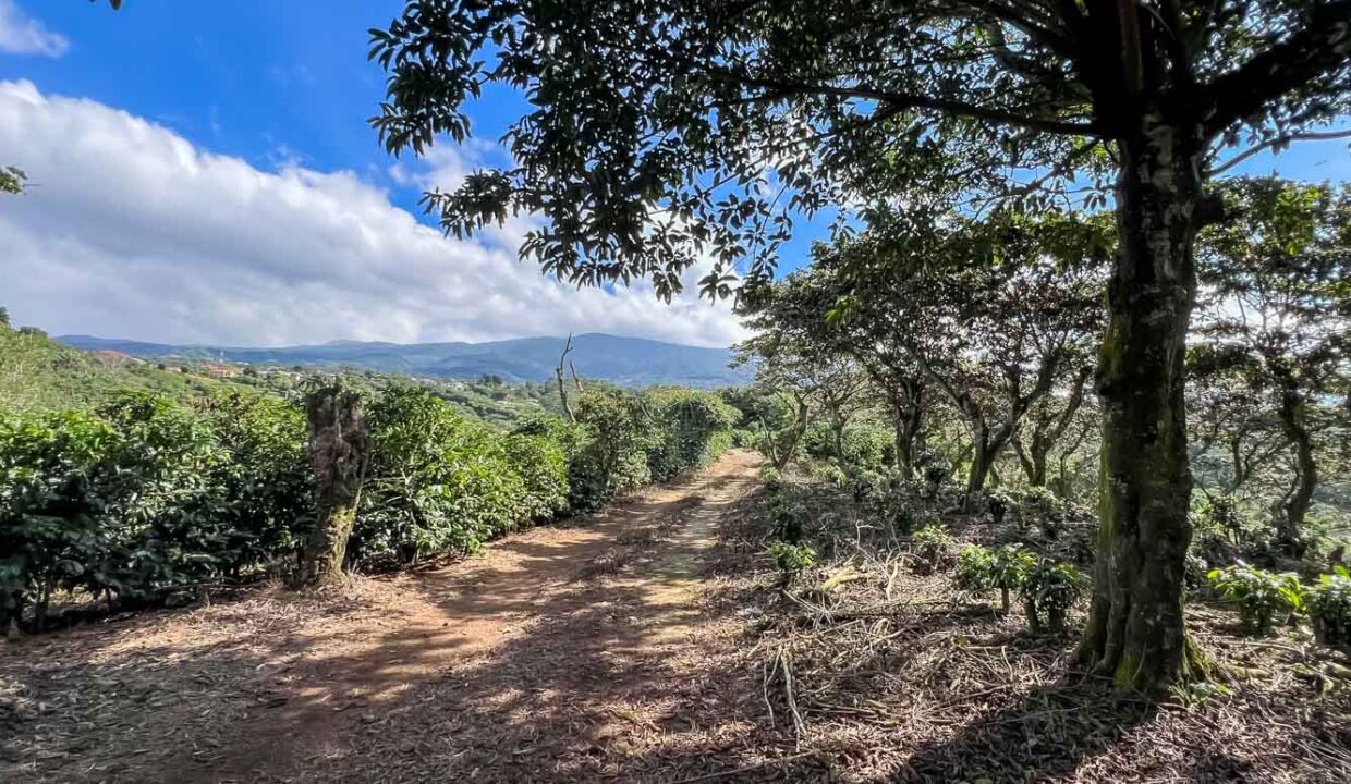 Coffee-farm-for-sale-with-beautiful-views-and-river-in-the-highlands-of-Grecia-12