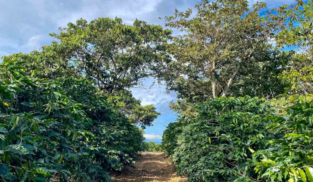 Coffee-farm-for-sale-with-beautiful-views-and-river-in-the-highlands-of-Grecia-5