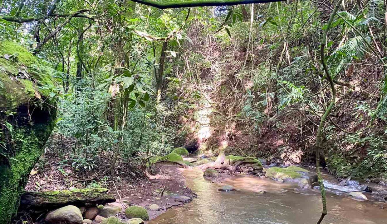 Coffee-farm-for-sale-with-beautiful-views-and-river-in-the-highlands-of-Grecia-8